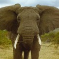 elephant 1